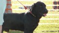 Family Picnic and Pet Show June 2011